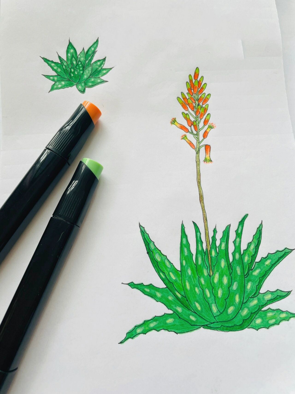 原创自然笔记-芦荟 93原来芦荟也是会开花的93今年我家的芦荟也