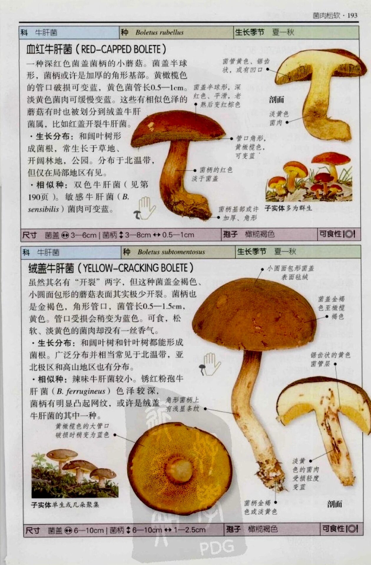 牛肝菌品种大全图片