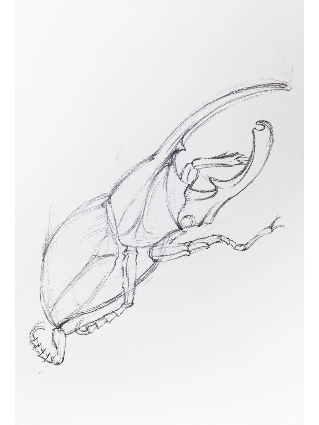 画一个小昆虫独角仙(后附步骤