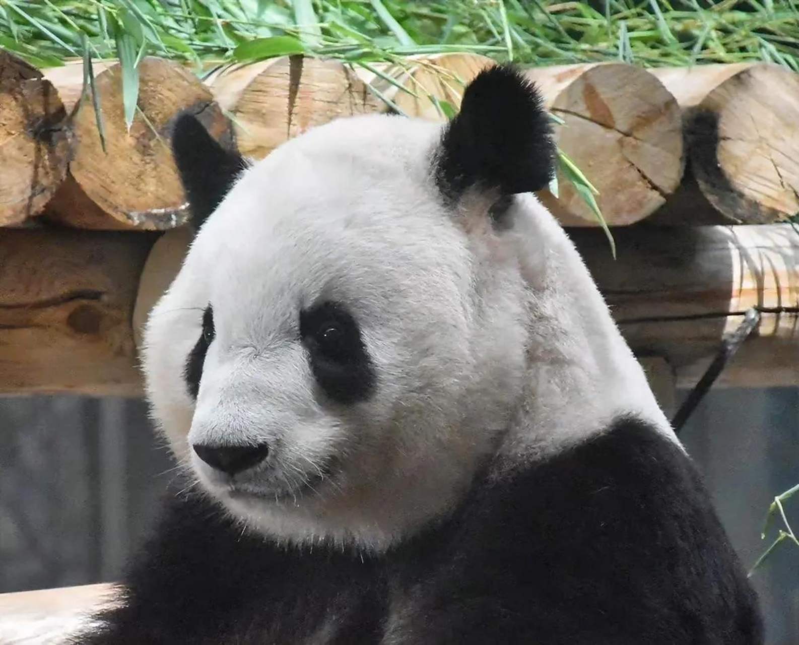 大熊猫金虎曾经喜欢过一个妹子,它的名字叫做永永.