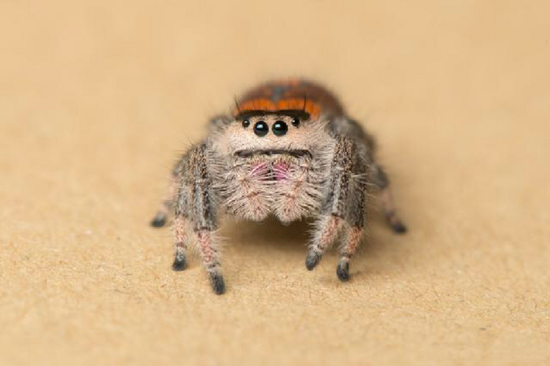 佛罗里达跳蛛(现实生活中的卢卡斯)  佛罗里达跳蛛:别名佛跳 皇家跳蛛