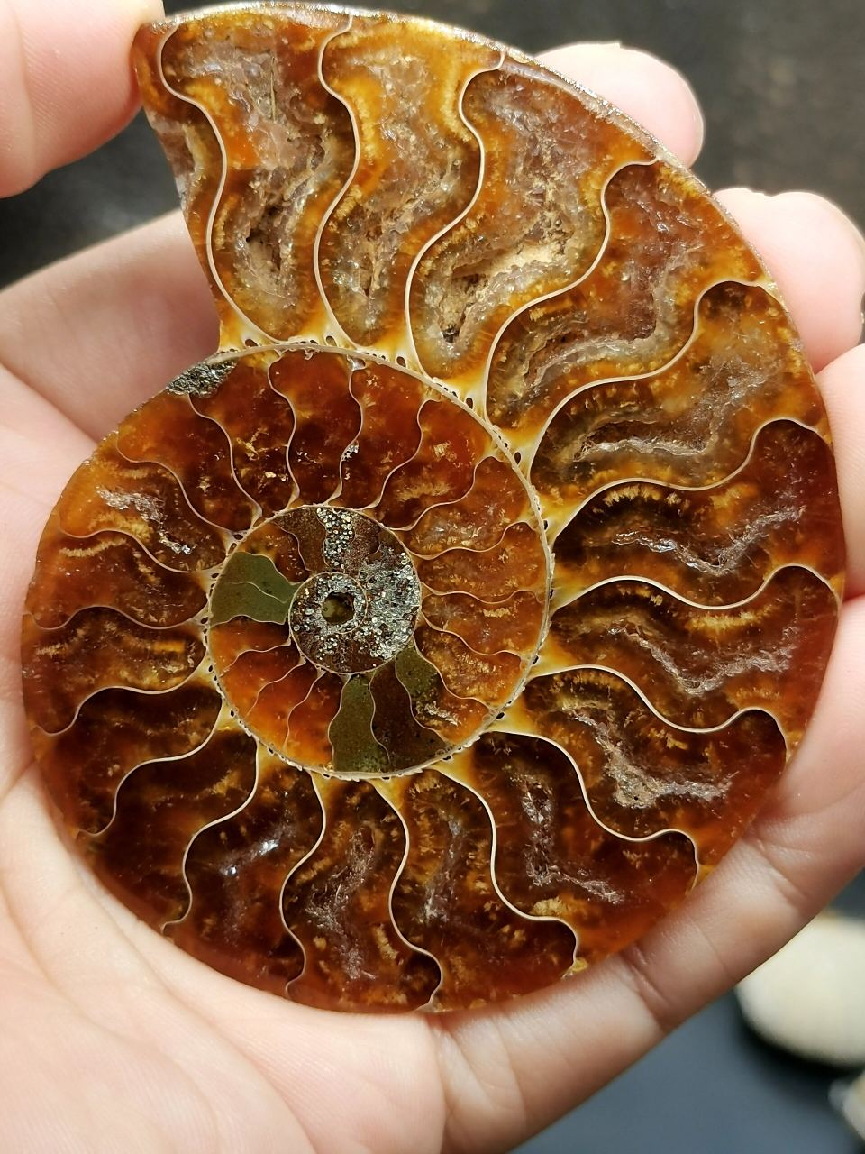 古生物化石 切片玉化螺化石 古生物化石 切片玉化螺化石