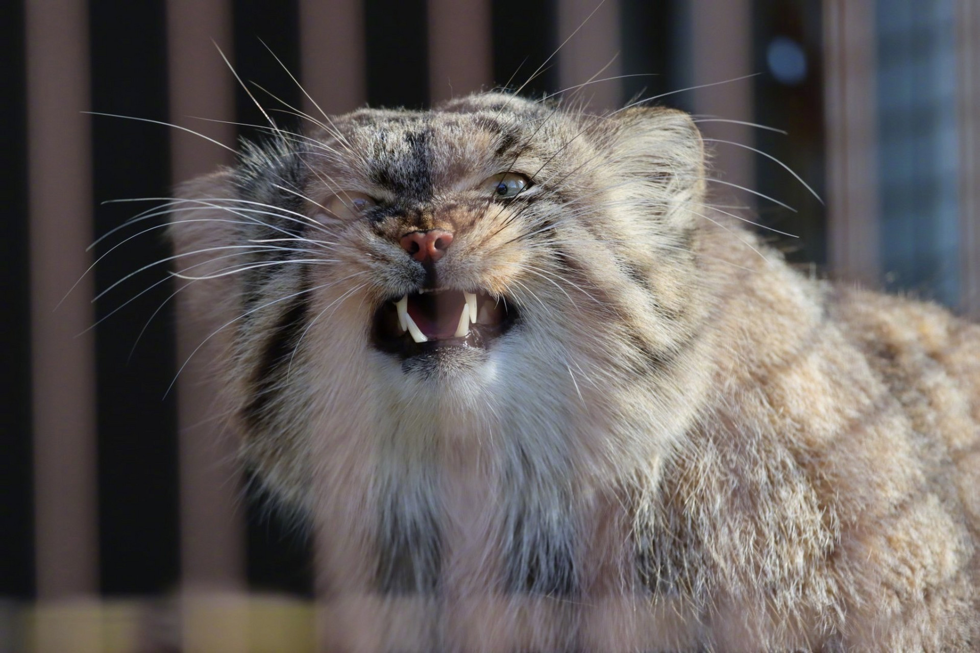 东山动植物园,兔狲,龇牙咧嘴.