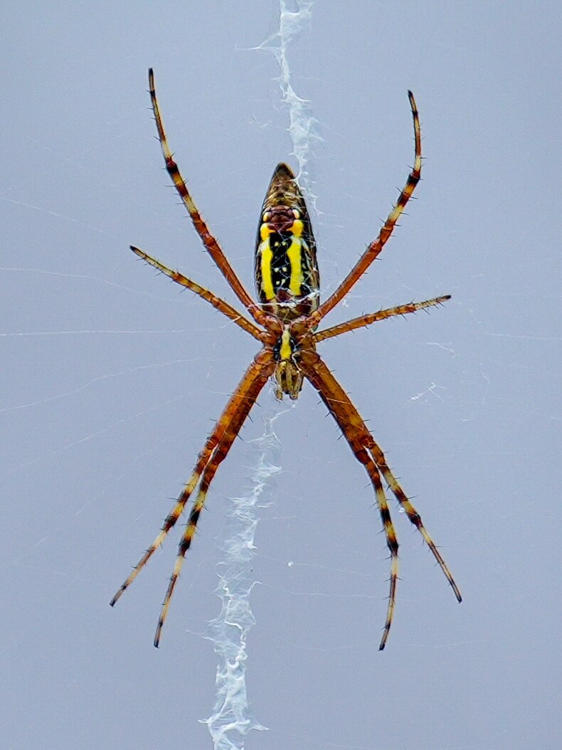 昆虫 | 横纹金蛛(会写英文的蜘蛛)