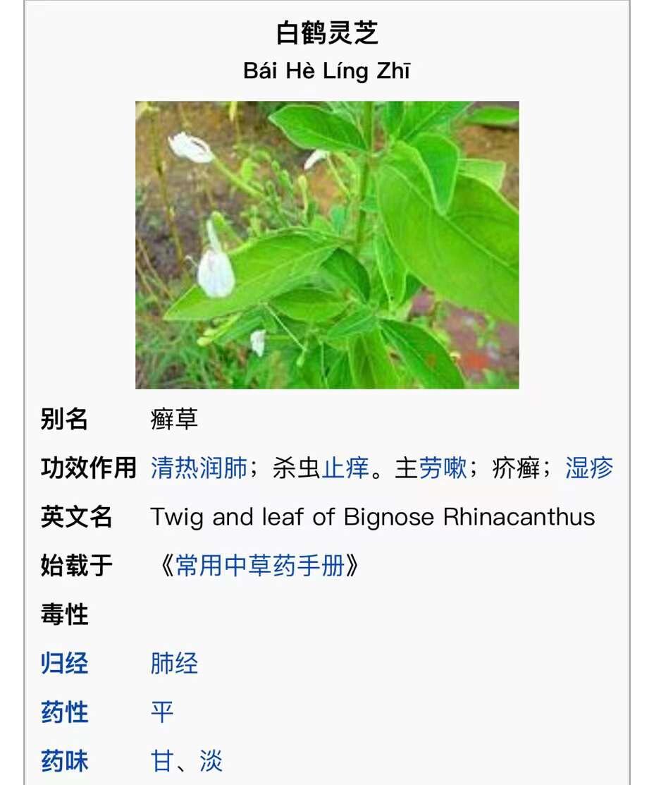 白鹤灵芝草 真真是 花如其名 表里如一的楷模👍 	 你看她的花冠 像