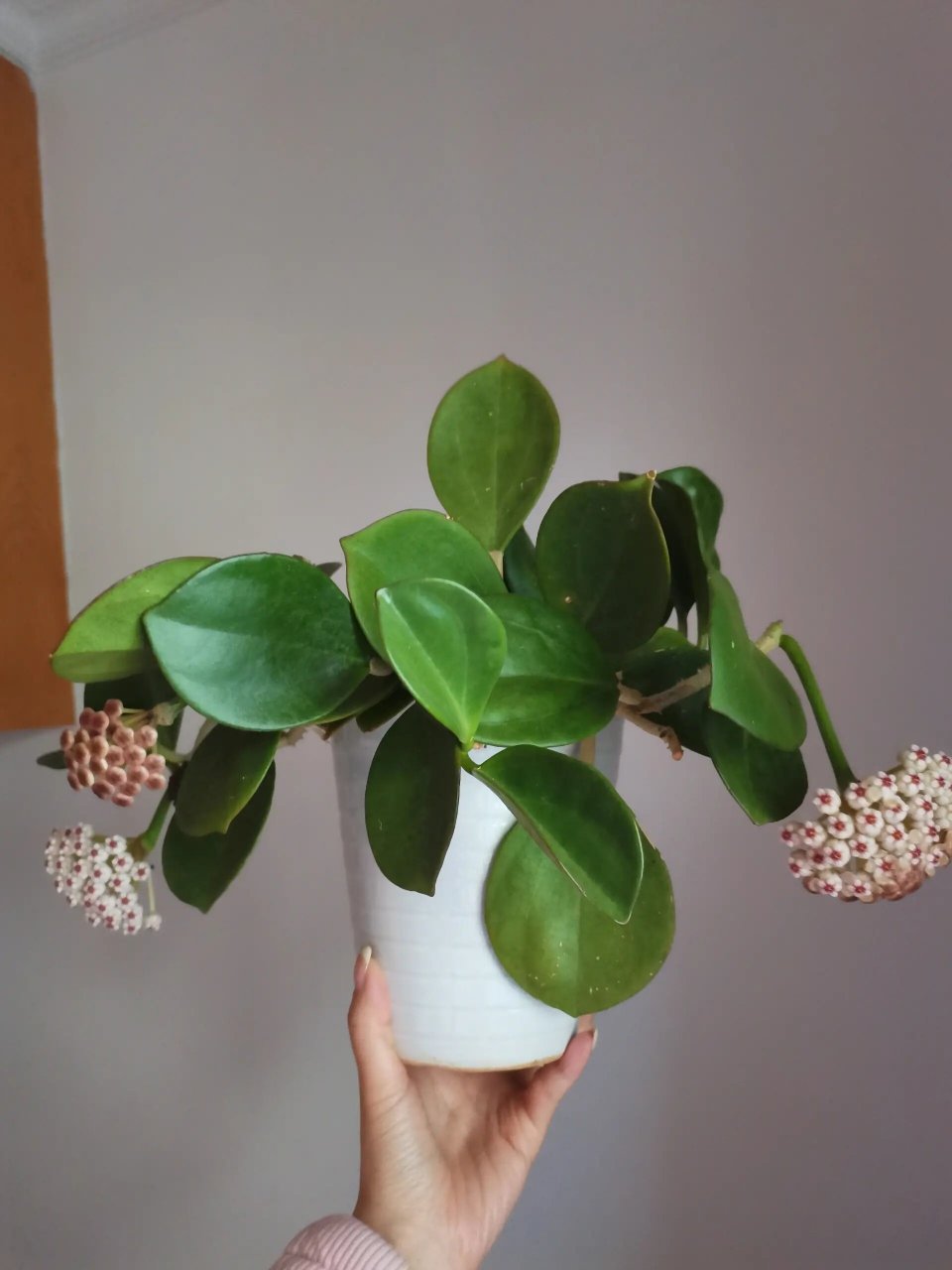 红粗蔓球兰又香又可爱,还流花蜜