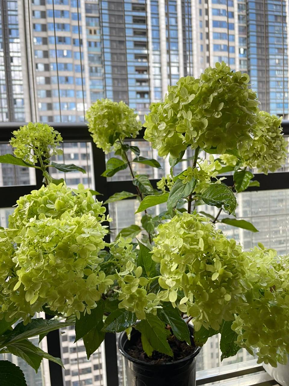 圆锥绣球活力青柠 活力青柠(雪梅娘),不需要任何滤镜的清新抹茶绿