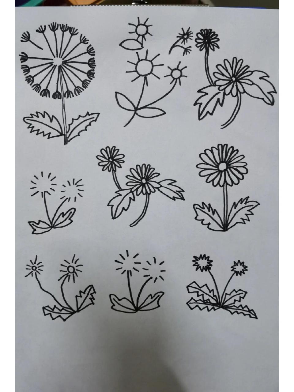 简笔画植物～蒲公英.