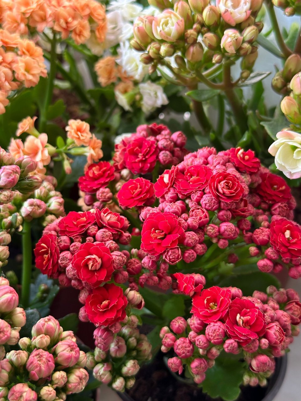 鲁比欧02    长寿花火狐狸02,长寿花火焰红丝绒,长寿花鲁比欧