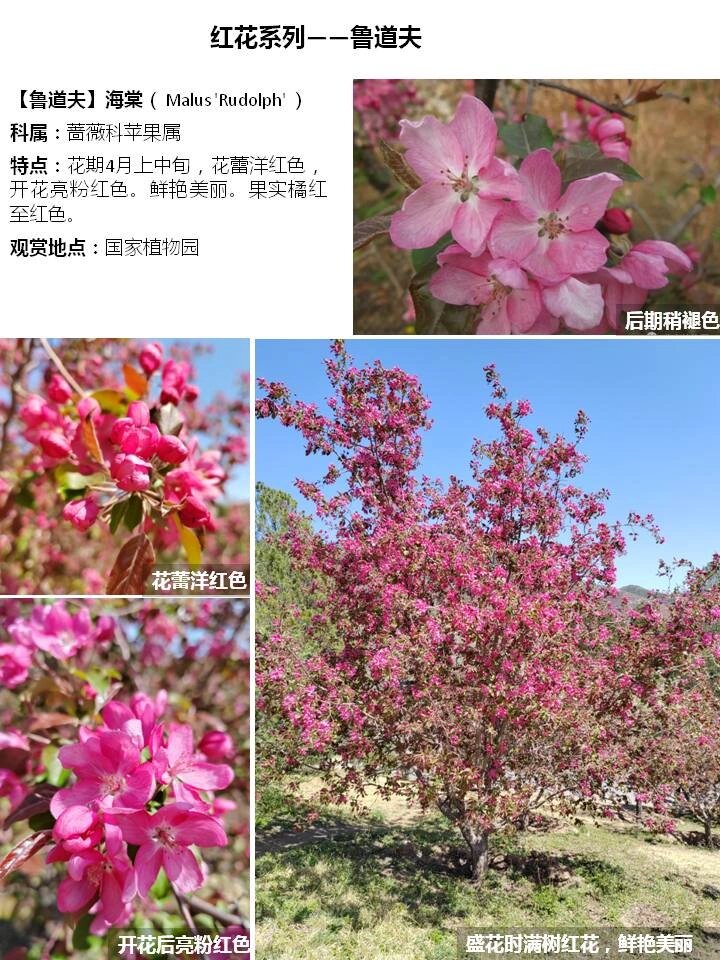 北美海棠品种介绍(五