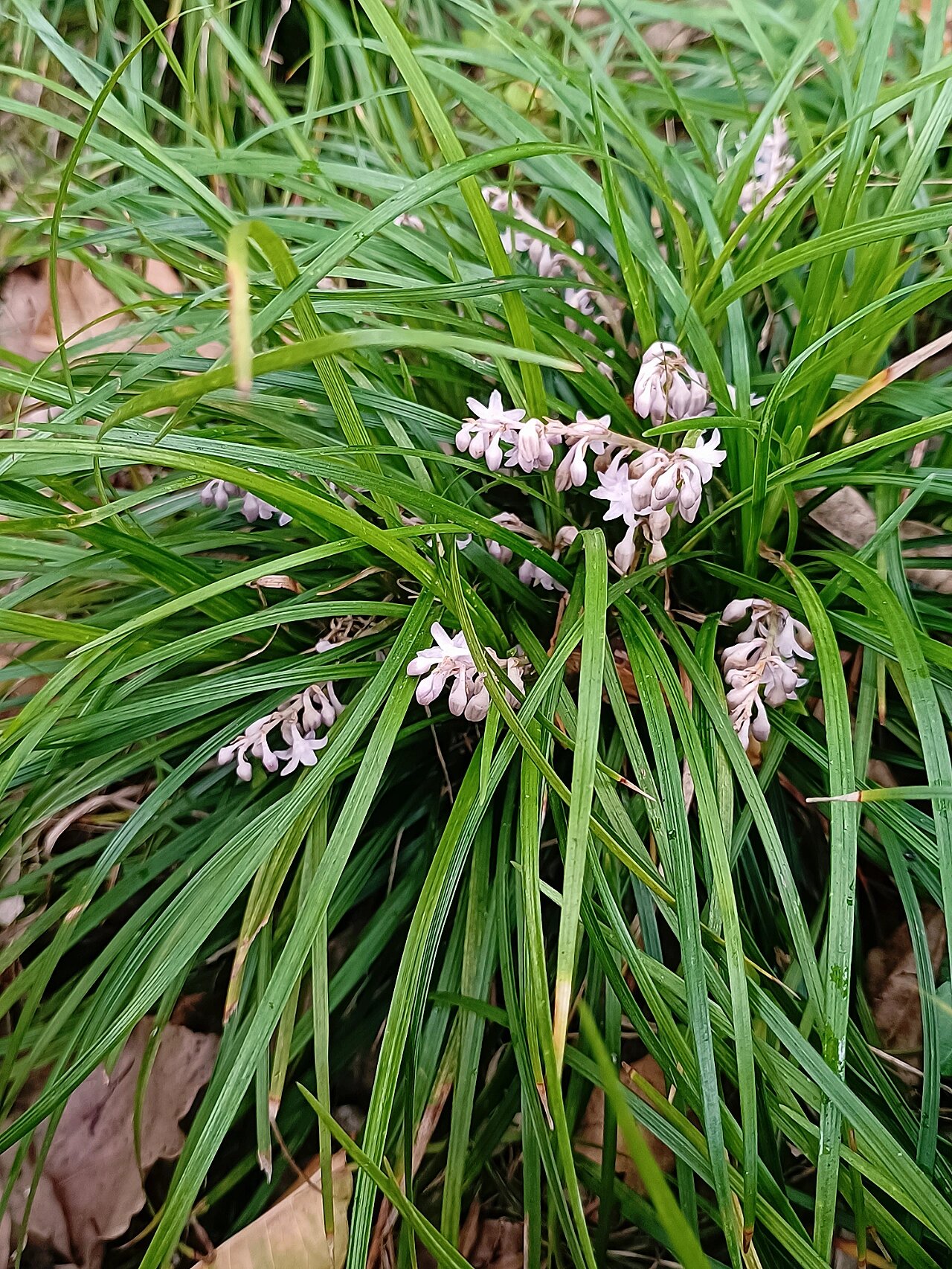 麦冬草开花图片图片