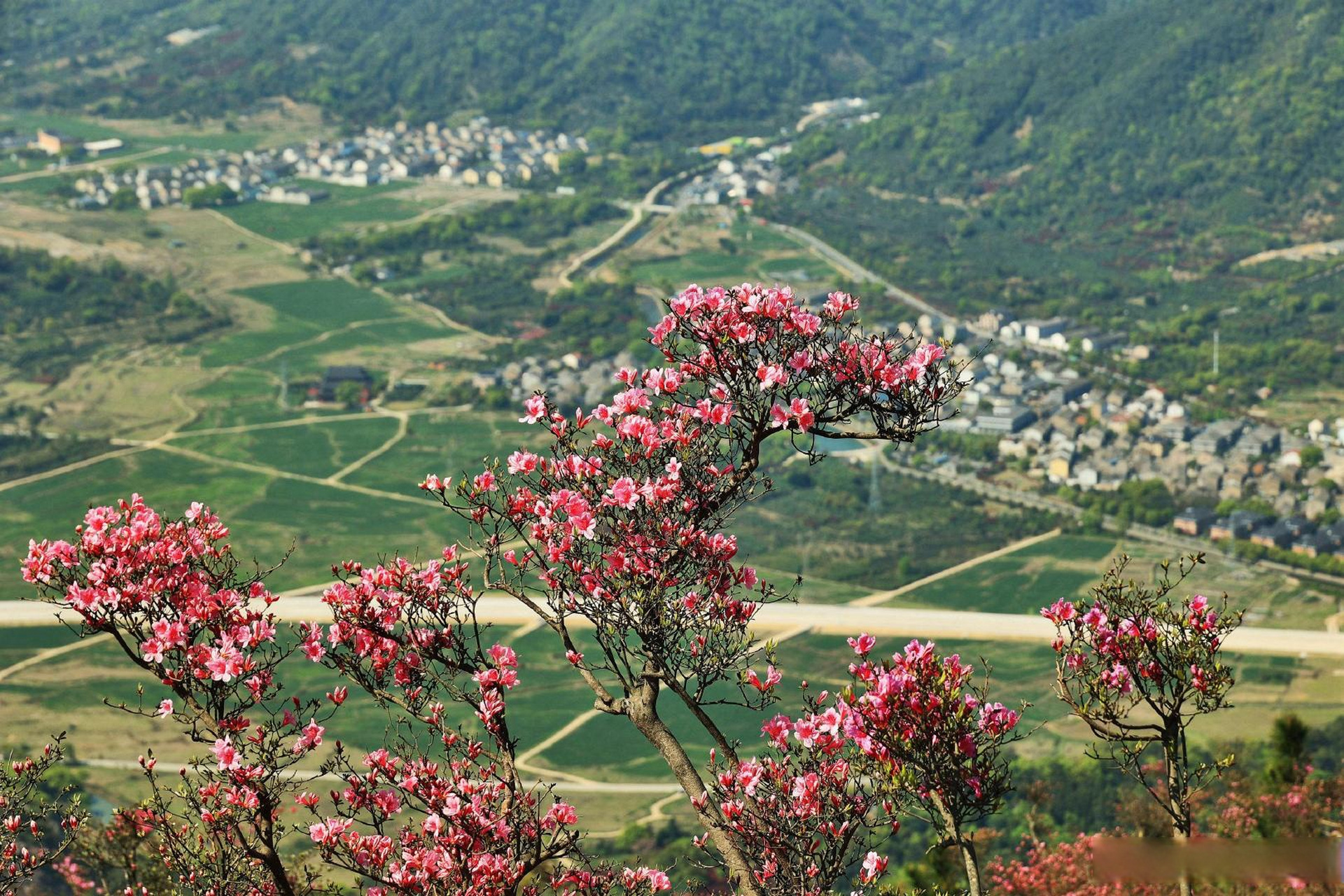 奉化金峨村杜鹃图片