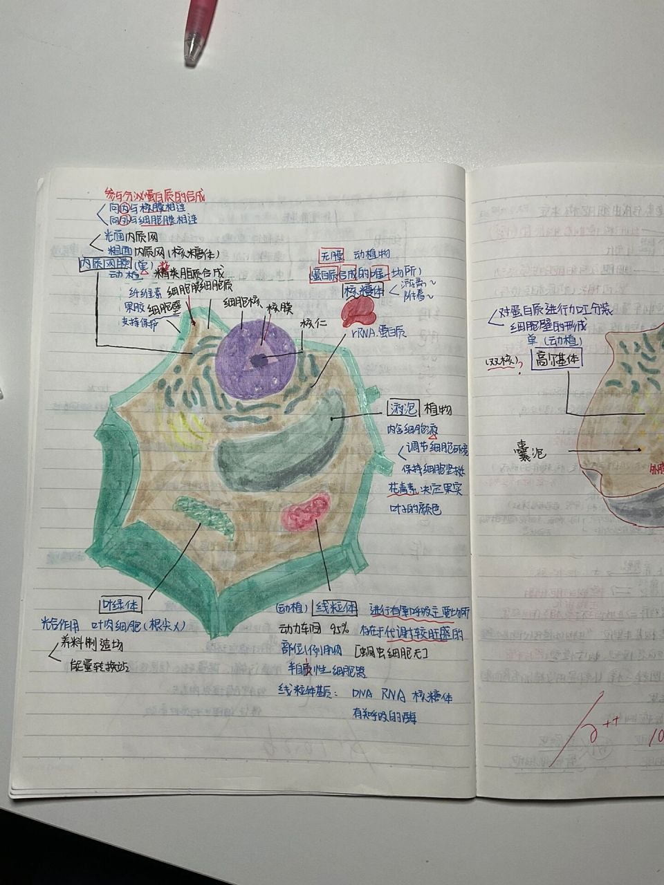 真核细胞思维导图图片