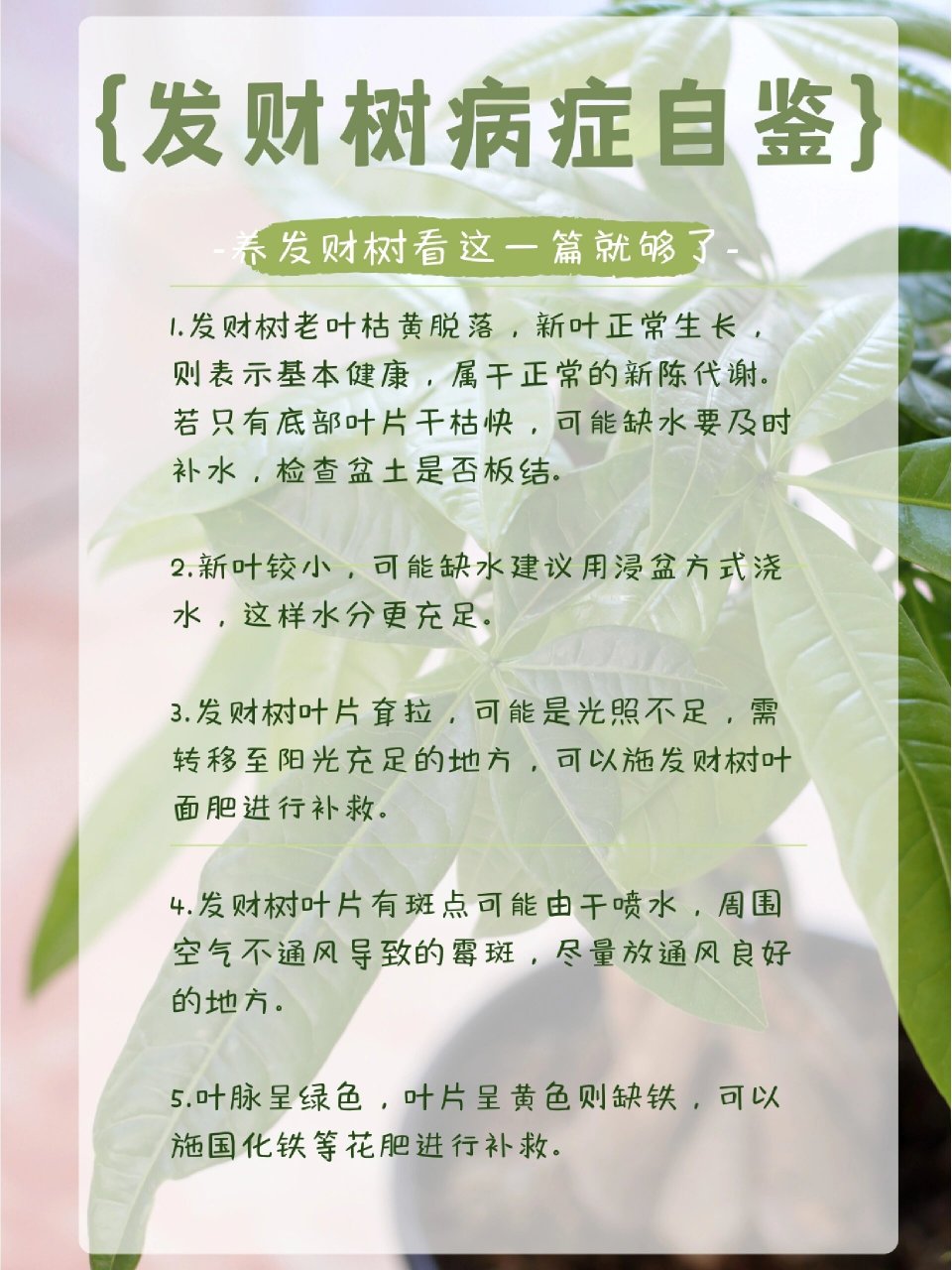 发财树病症自鉴表 1.