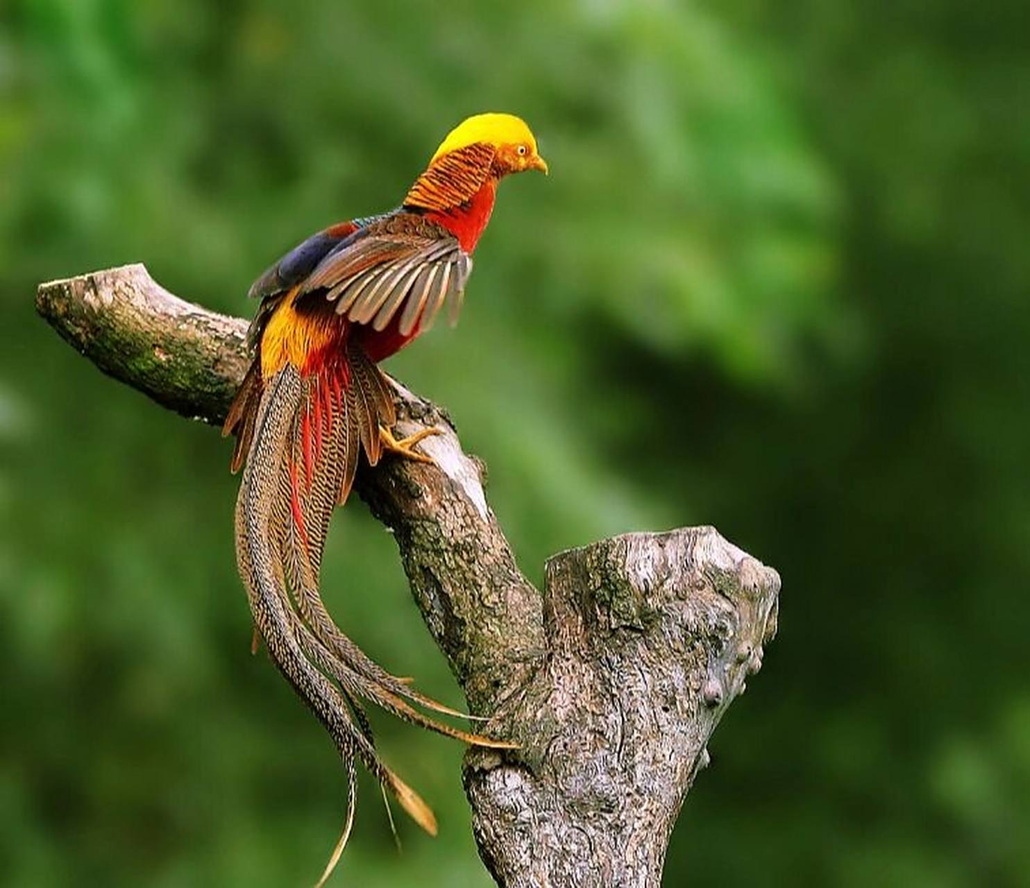 红腹锦鸡,传说中的"凤凰"02 简单介绍下,我们是雉科锦鸡属动物,还是