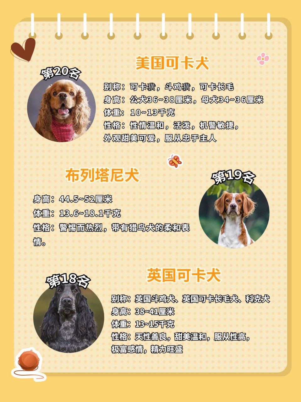 哈威那犬智商图片