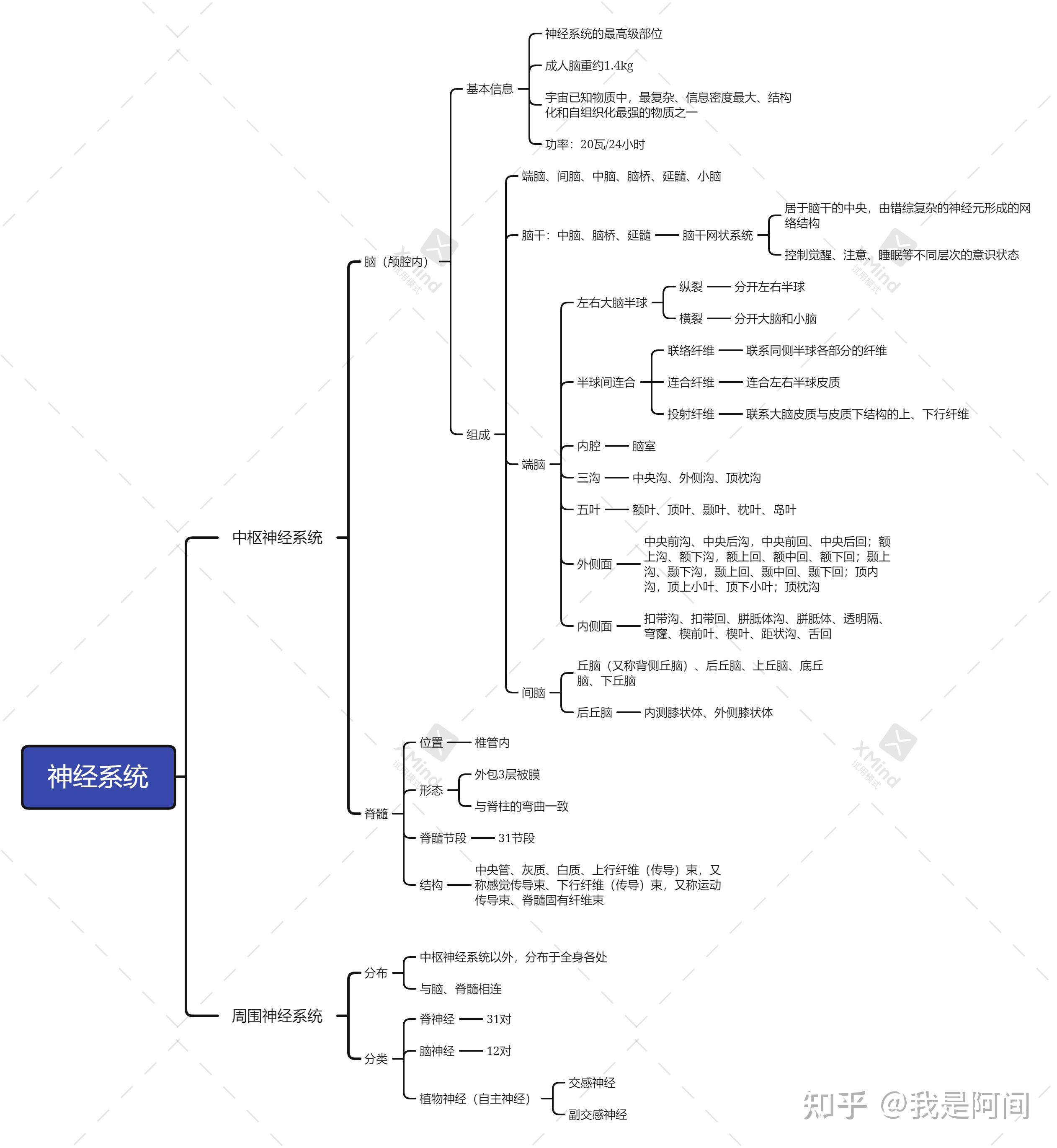 神经系统思维导图简单图片