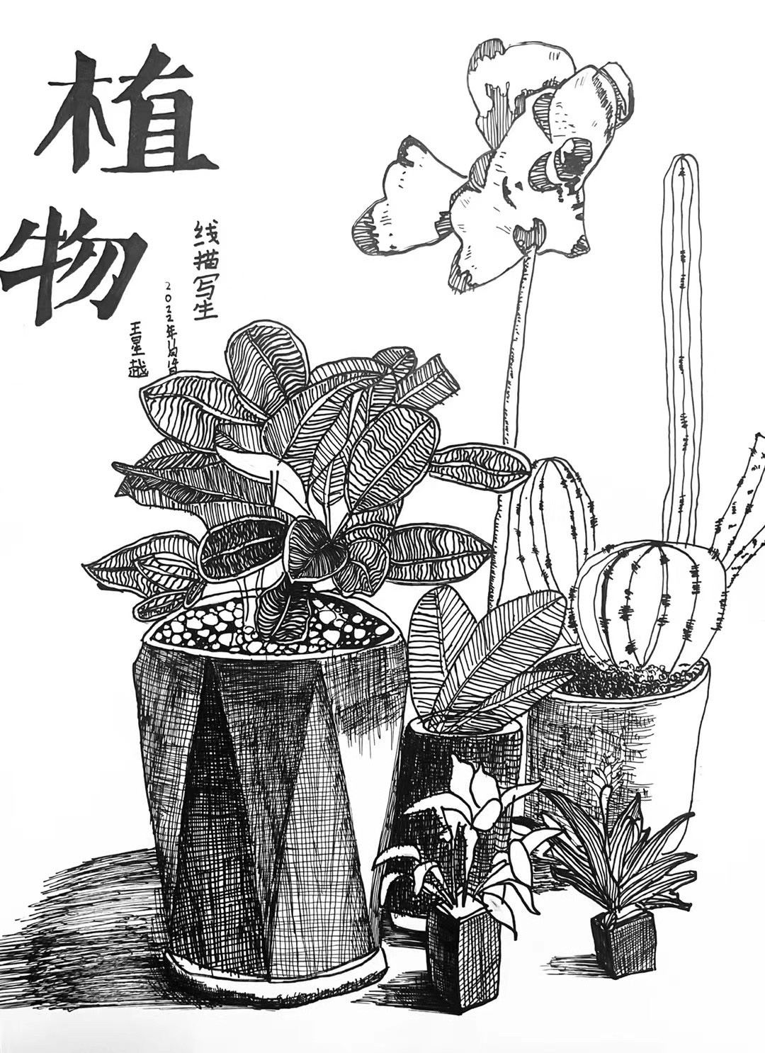 写生植物线描画图片