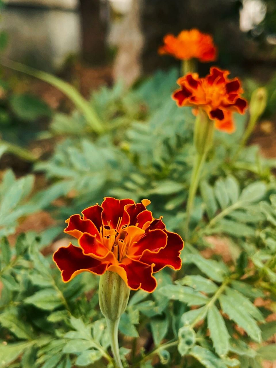 【万寿菊 】待到秋风泛来时,满城尽带黄金甲 趣说花草 万寿菊的花语是
