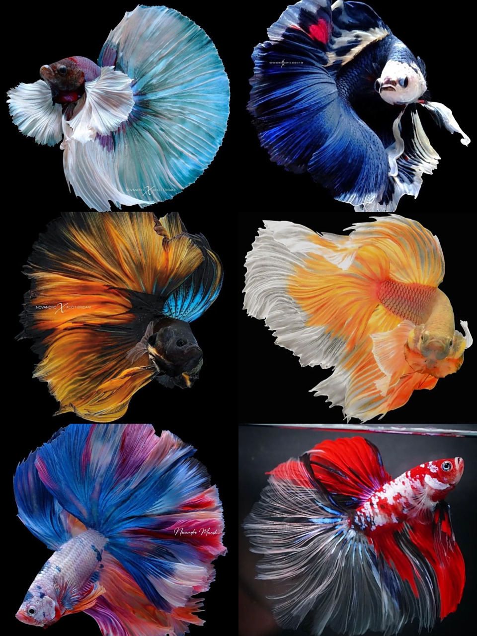 斗鱼大壁纸美不胜收