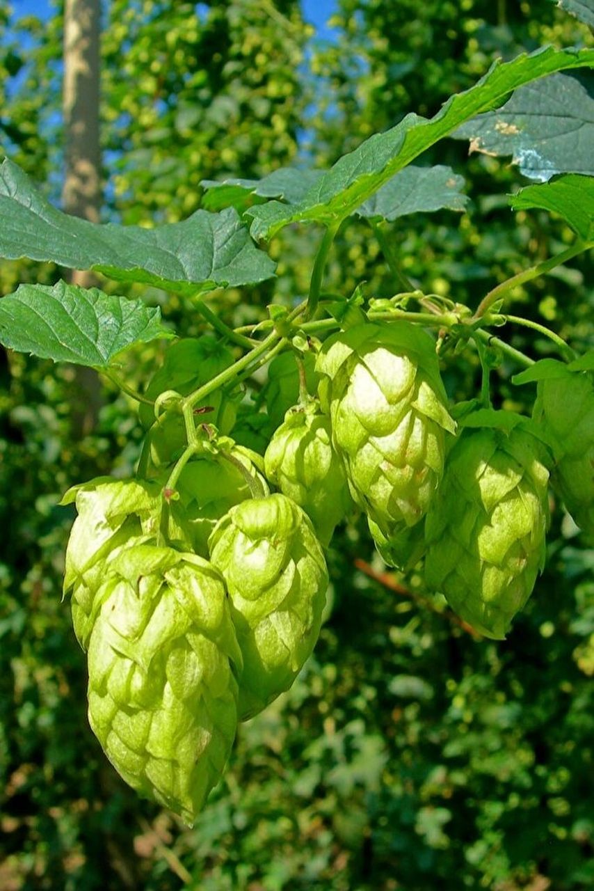 每日植物-啤酒花,原來長這樣… 啤酒花 花色:綠色 高度:3—4米 花期:7