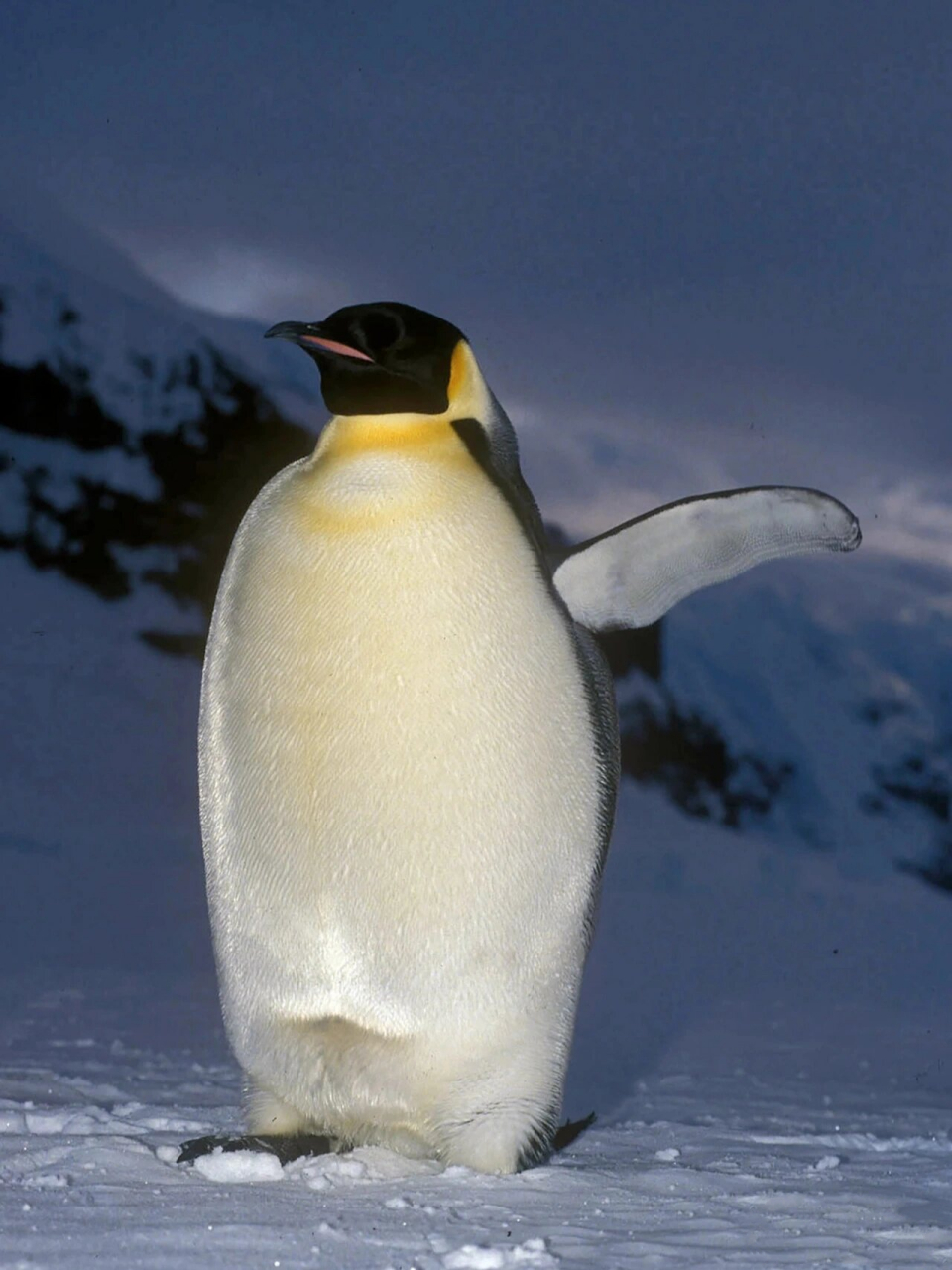 16615帝企鹅也称皇帝企鹅,成年帝企
