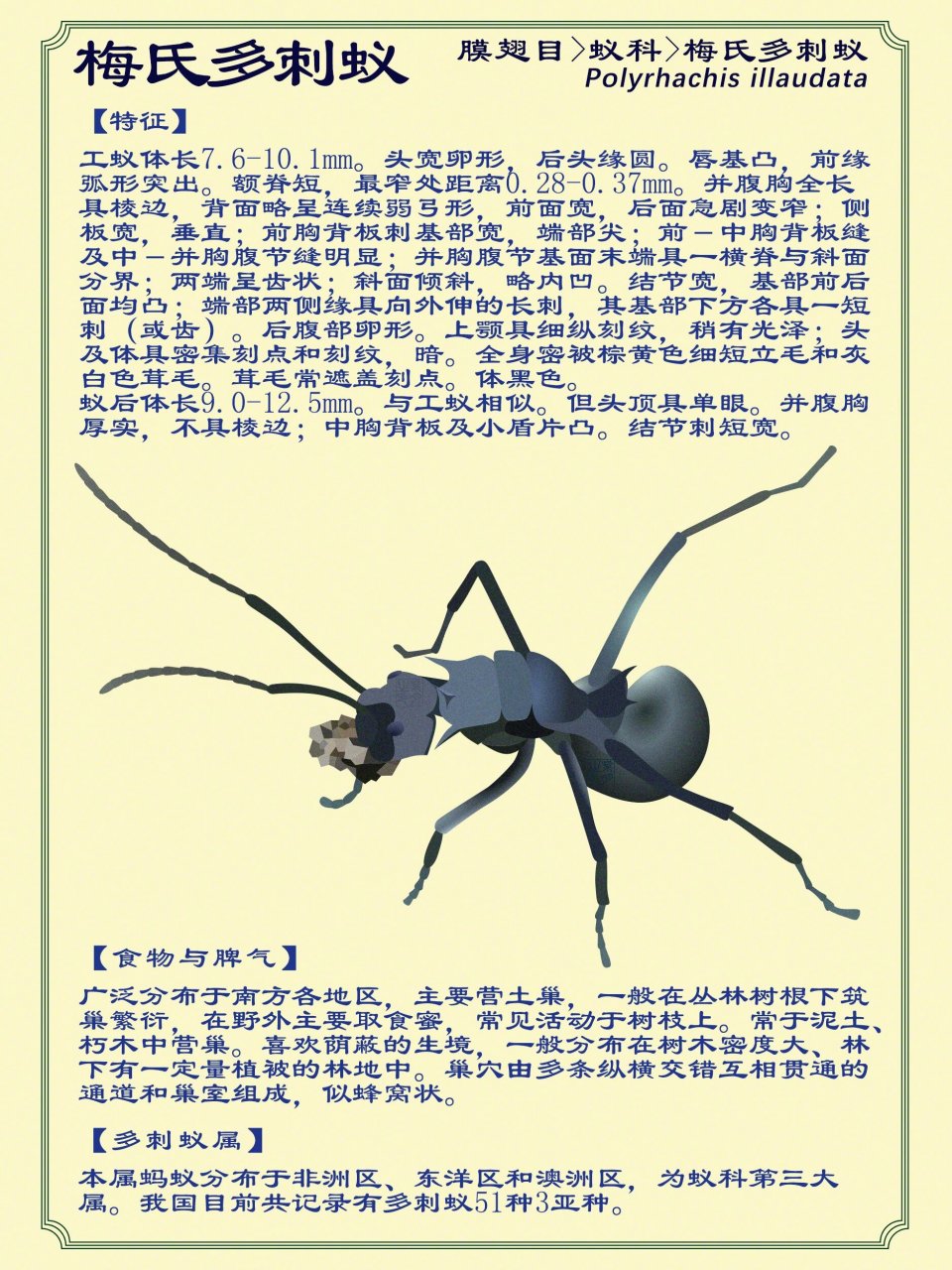 梅氏多刺蚁 92 膜翅目,蚁科,梅氏多刺蚁 p1:早前的画,改了些细节 p2