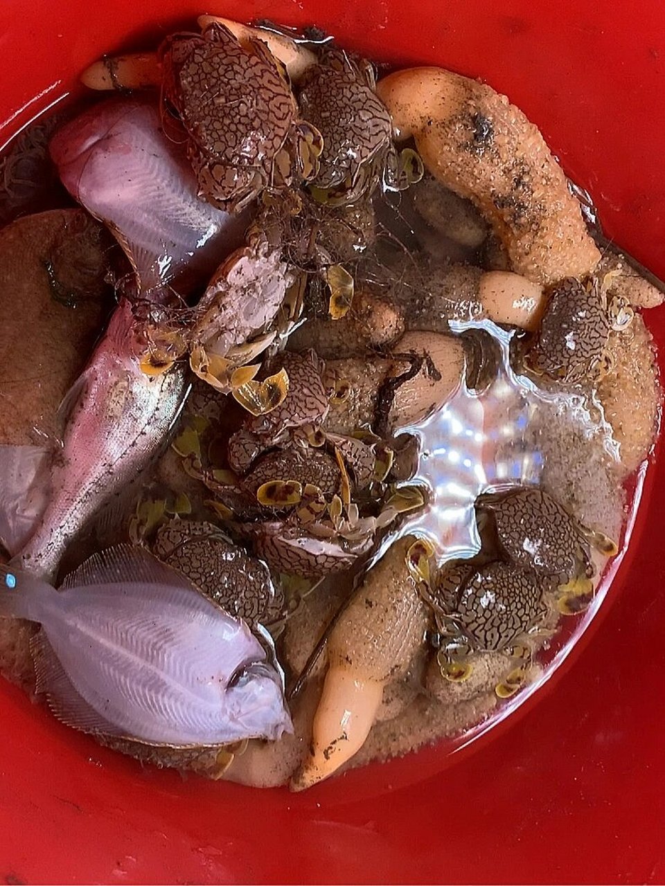 青岛沙子口赶海,海玉米花旦蟹太多了吧 昨天是初一有大潮,去沙子口