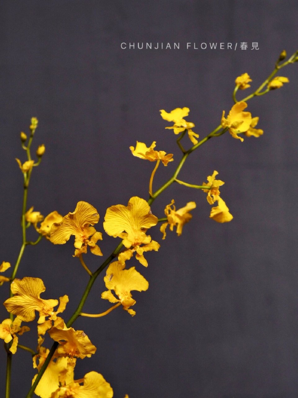 切花"五美人"之一:跳舞兰,你了解吗 跳舞兰95 【别名】:文心兰/金蝶