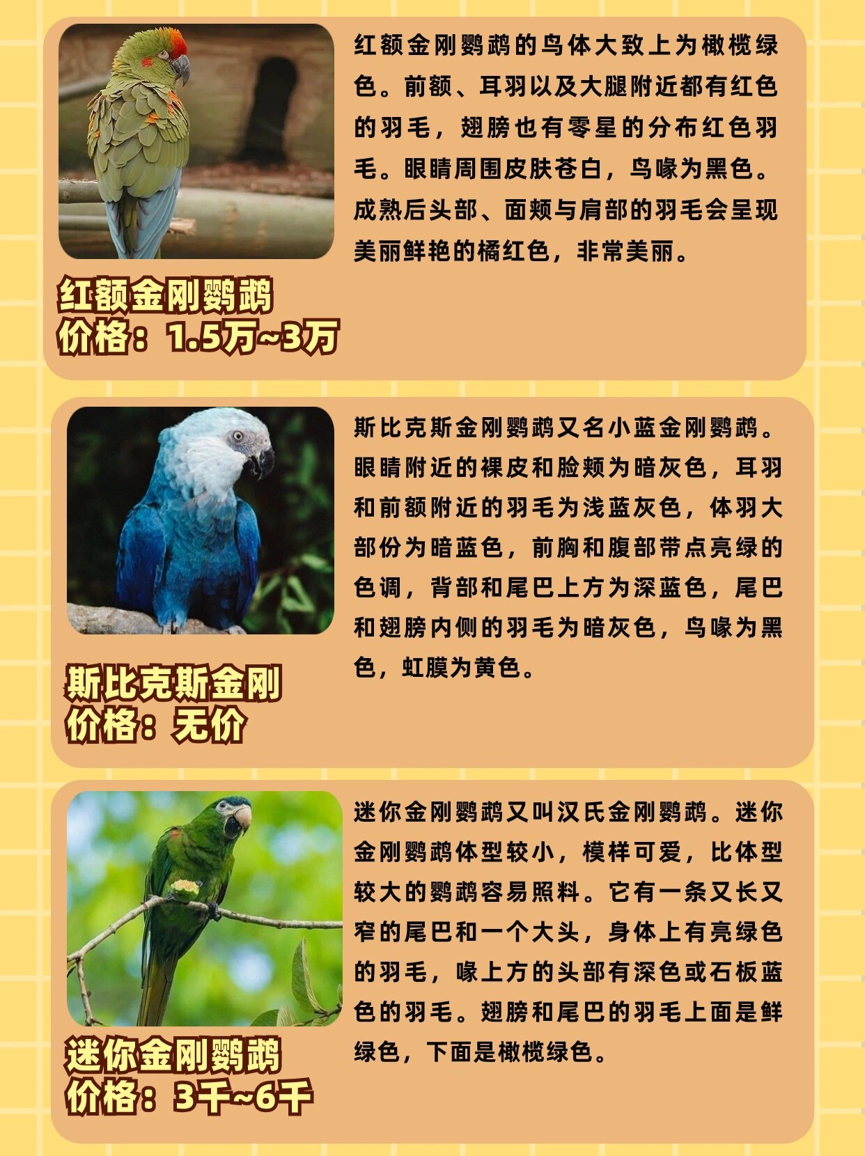 深圳唯1一家金刚鹦鹉驯养基地是野恩鹦鹉园; 紫蓝金刚,蓝黄金刚