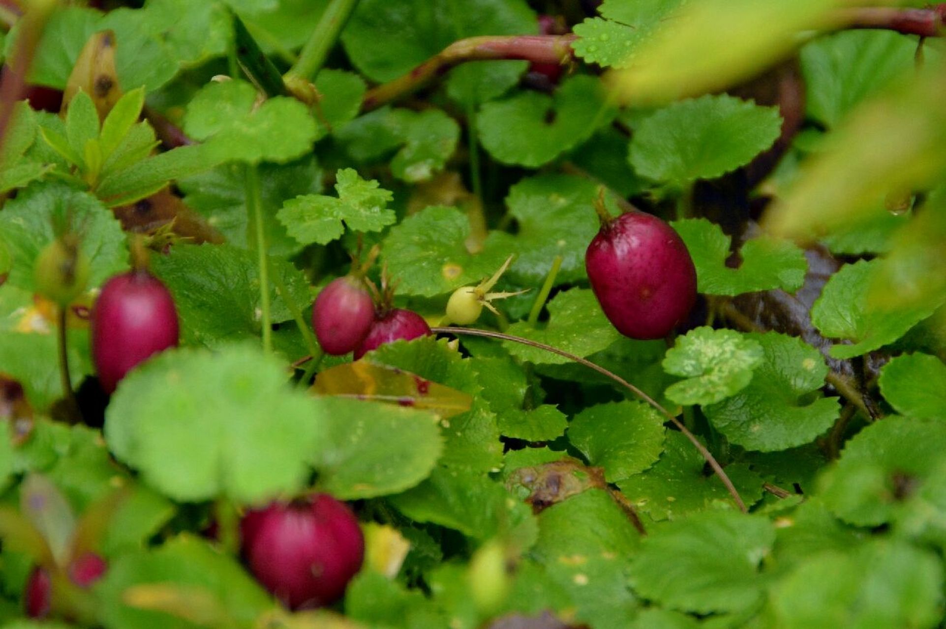 铜锤玉带草:我有小铜锤,捶在你的审美点上 这是"缙云山物种科普系列"