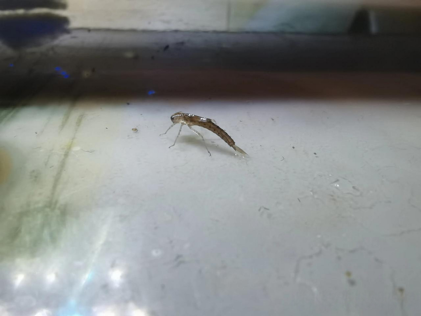 诸位 这是鱼缸里面的虫子 请问是什么虫 有害吗?为啥会长这虫子