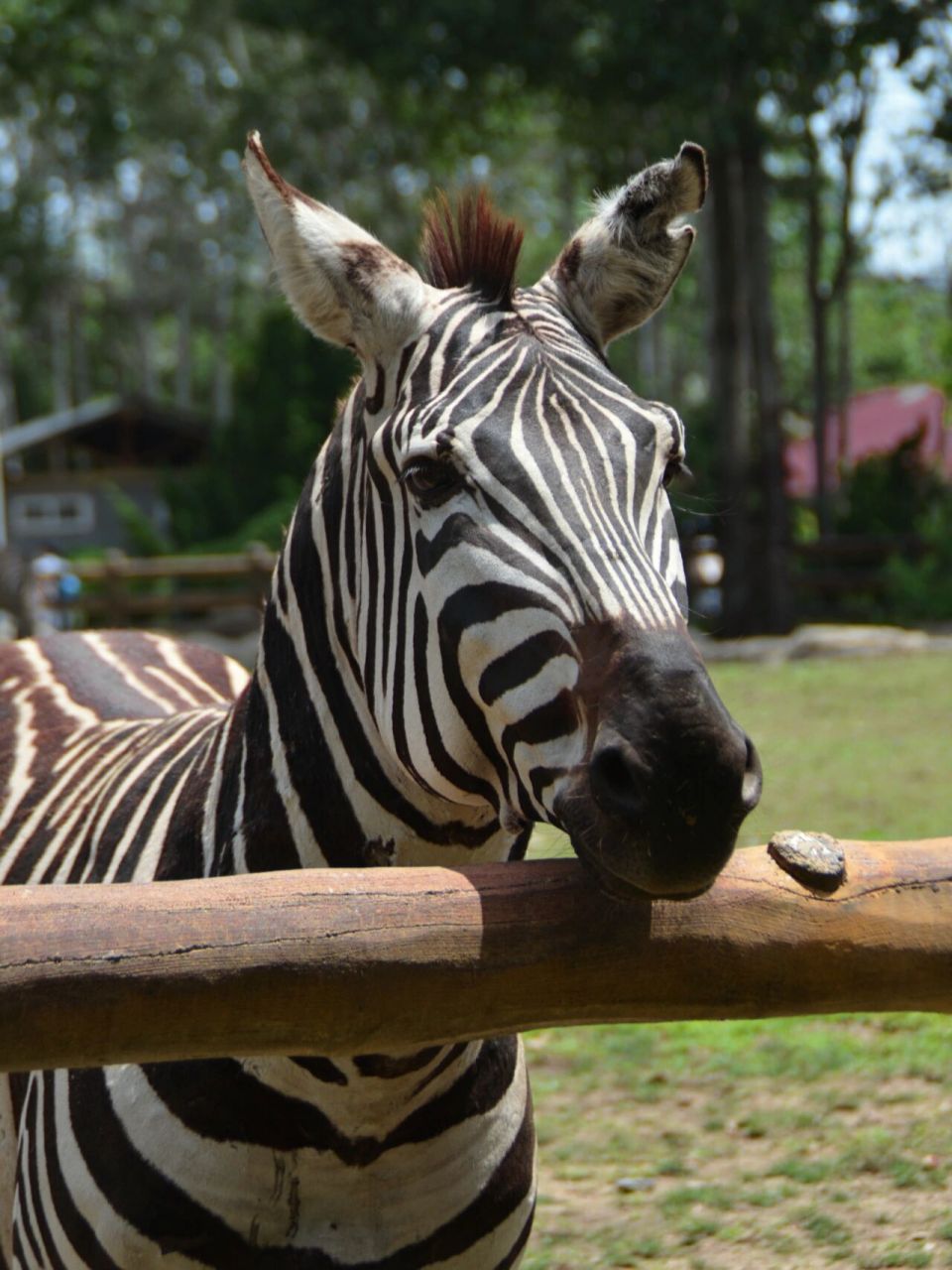 大连旅游我熟|大连森林动物园游玩全攻略 大连森林动物园,是东北地区