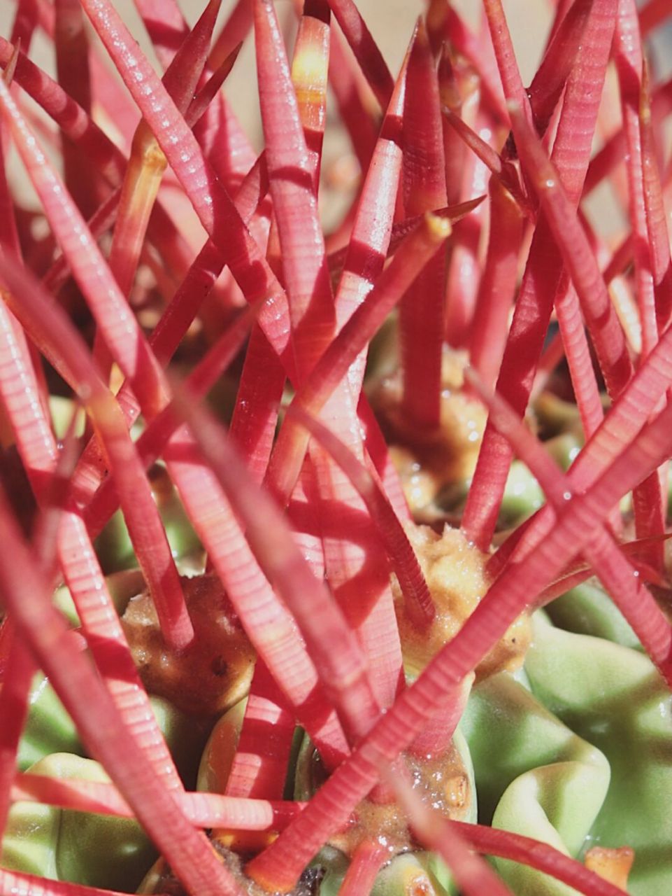 大龙冠 最具魅力的仙人球之一 拉丁学名:echinocactus polycephalus