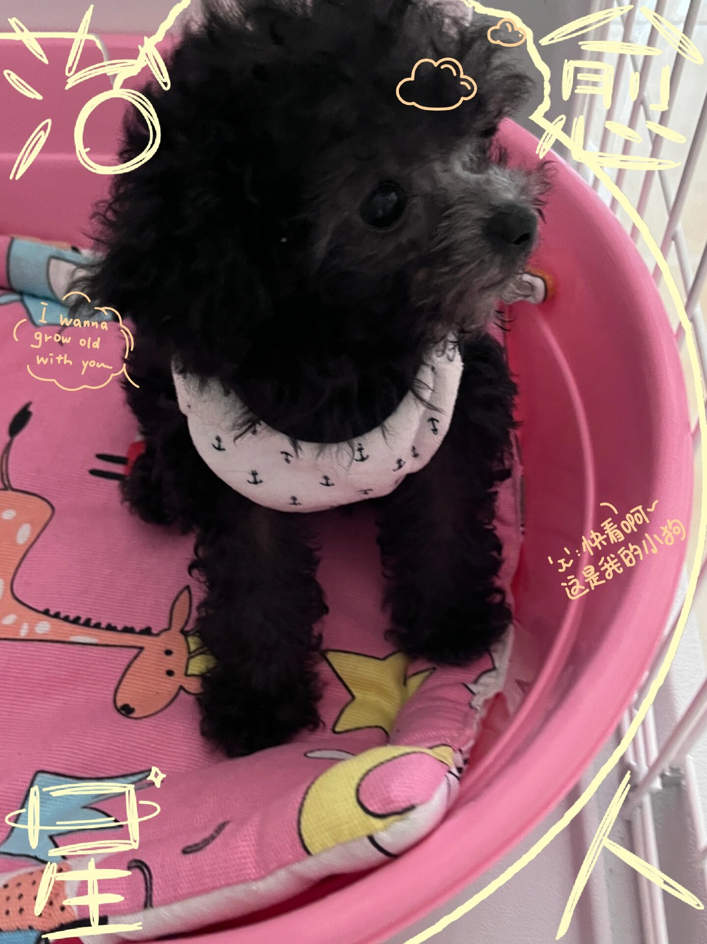 刚4个月的灰色小体泰迪1斤3两记录一下