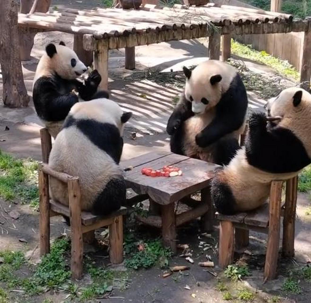 4只熊猫围坐一桌吃东西】近日,重庆动物园,4只大熊猫围坐一桌,惬意地