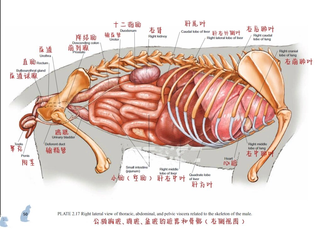 猫内脏位置分布全图图片