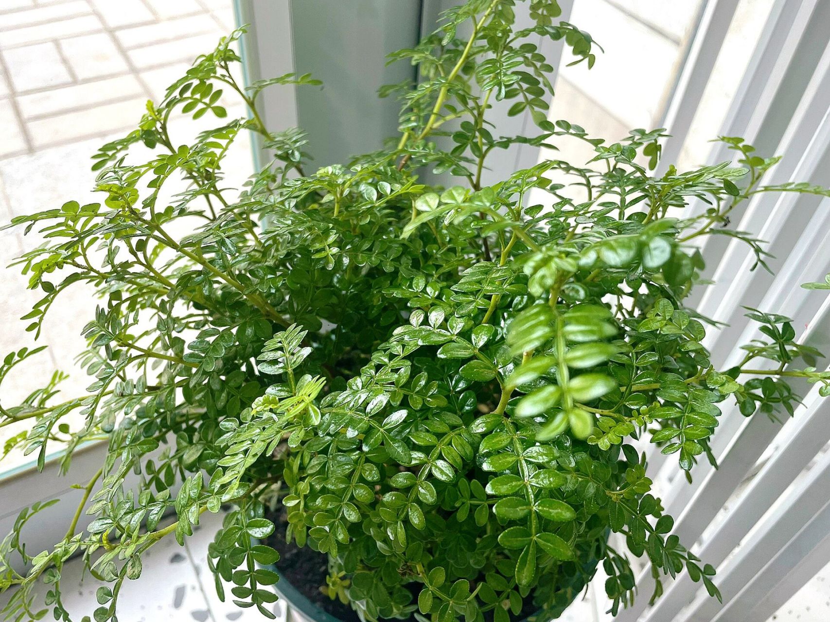 清香木以后起虫不要怕,一招解决问题 烘焙店必备的清香木,有时候养不