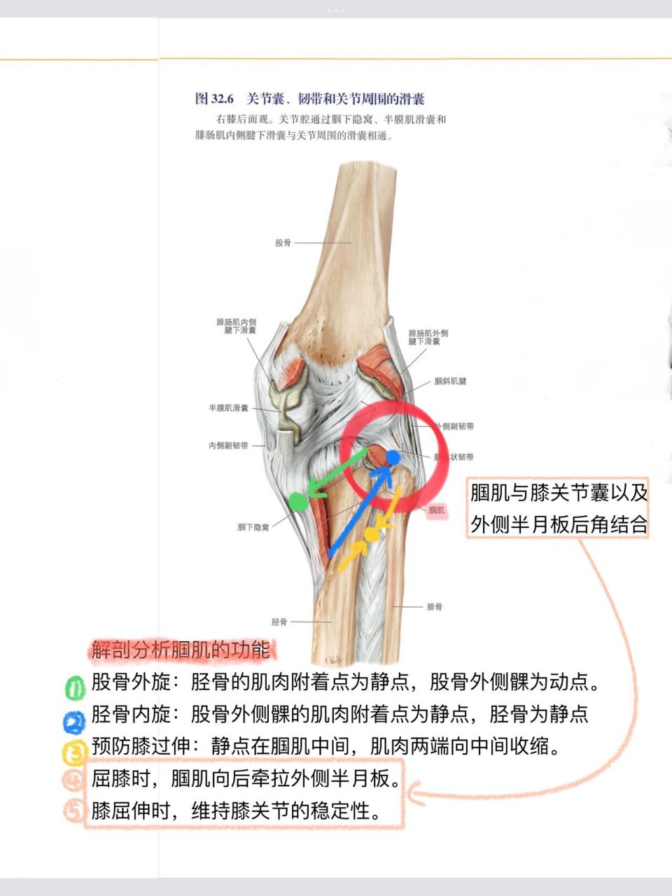 膎窝局部详细解剖图谱图片