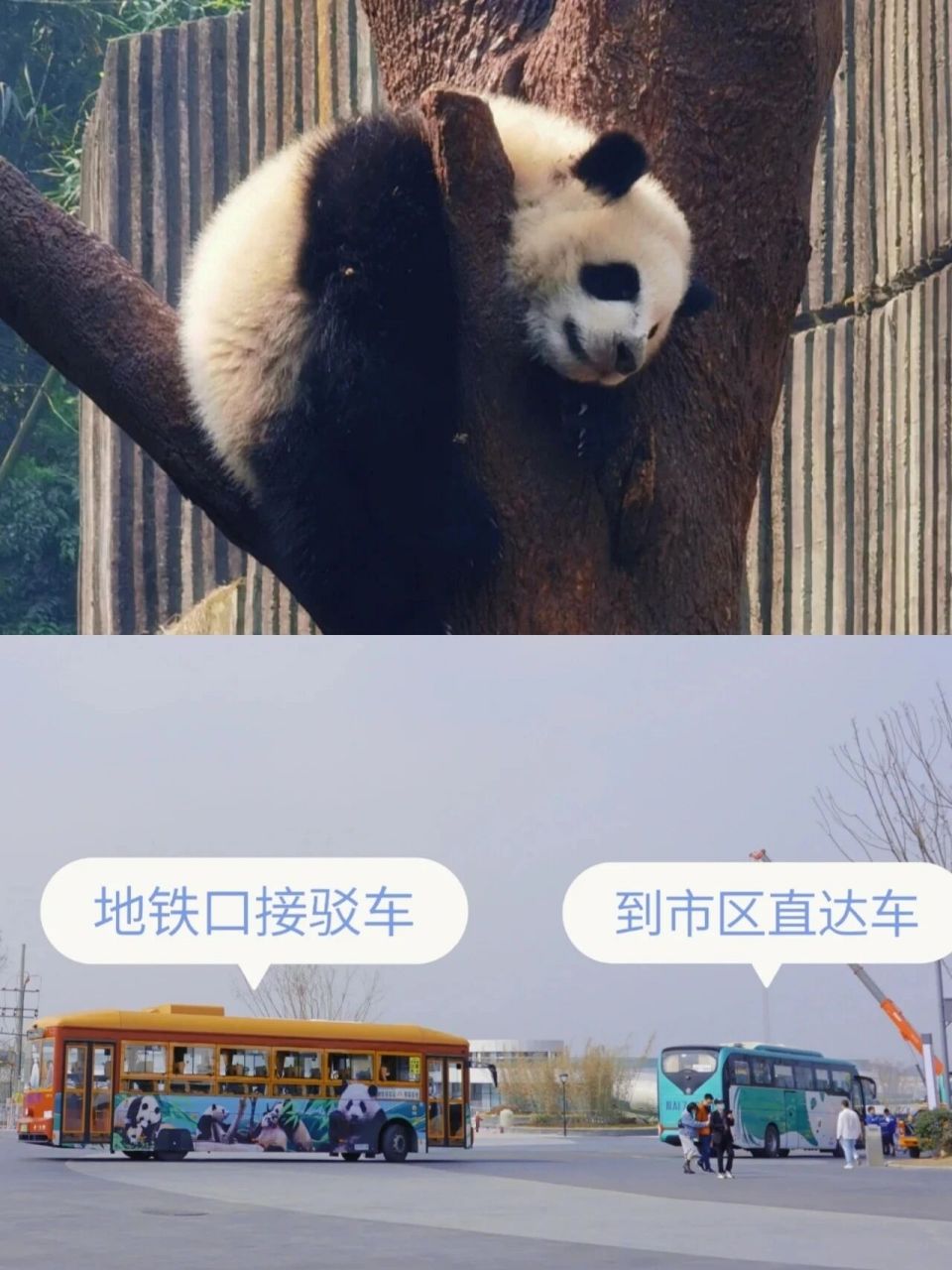 成都观光巴士|熊猫基地直通车!