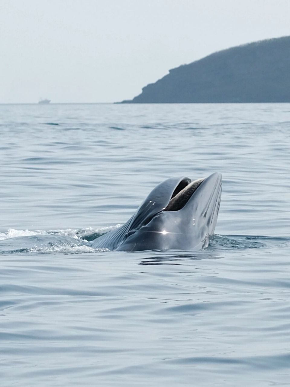 涠洲岛|是有多幸运第一次出海就看见了鲸鱼 这次去涠洲岛就是为了赏鲸