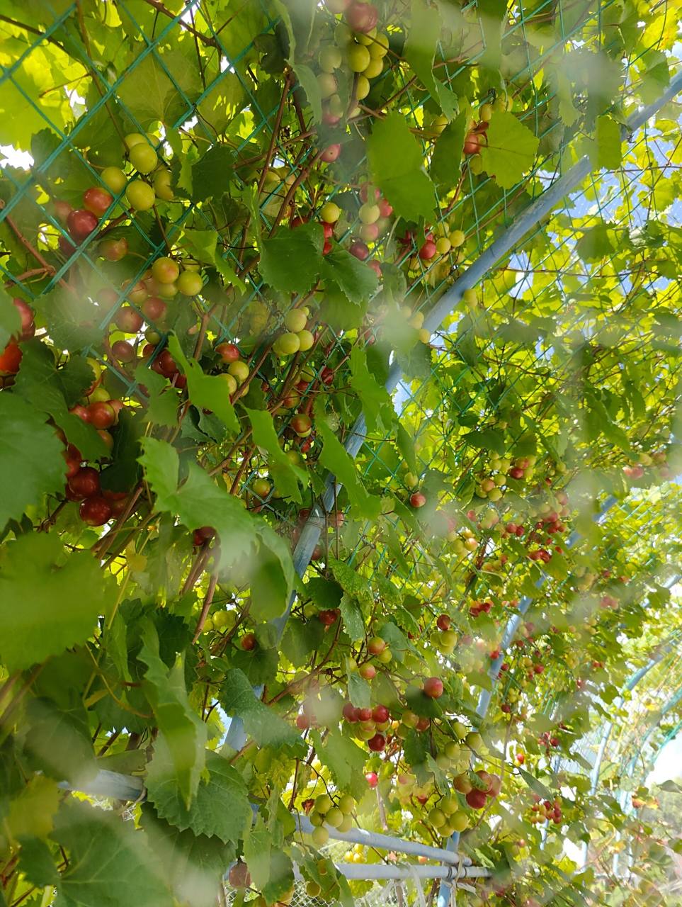 圆叶葡萄 红宝石 格威尔 圆叶葡萄成熟季 完美品相