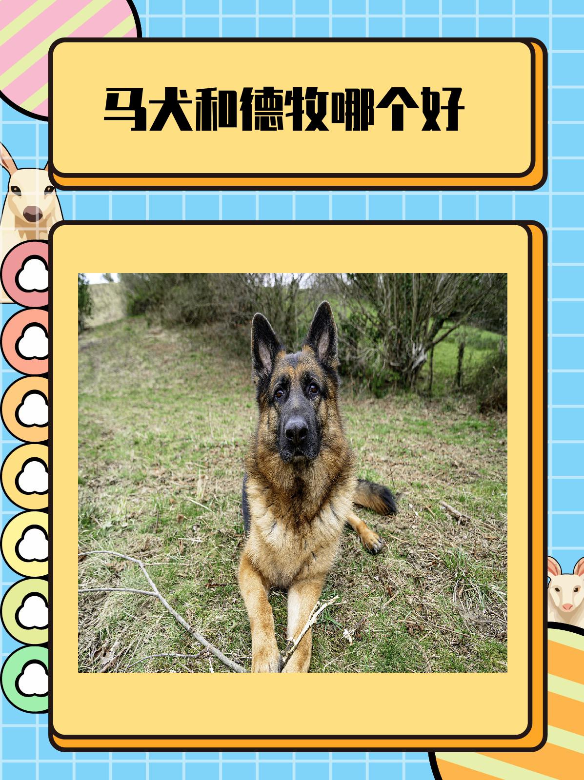 马犬和德牧哪个好 我认为,马犬和德牧都是优秀的犬种,各自具有独特的