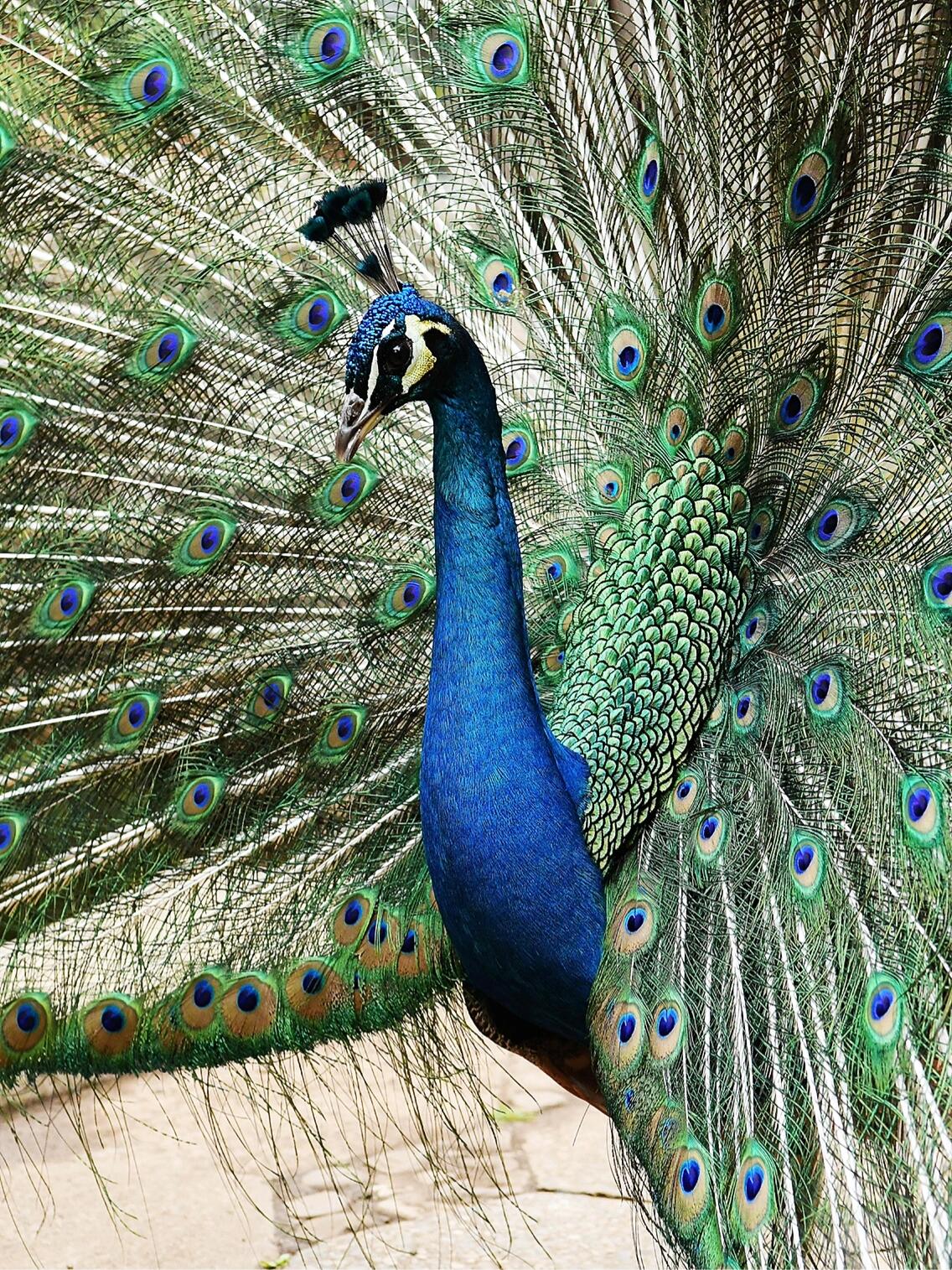 昆明动物园·蓝孔雀