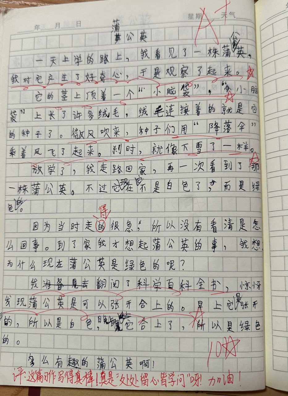 植物作文300字蒲公英图片