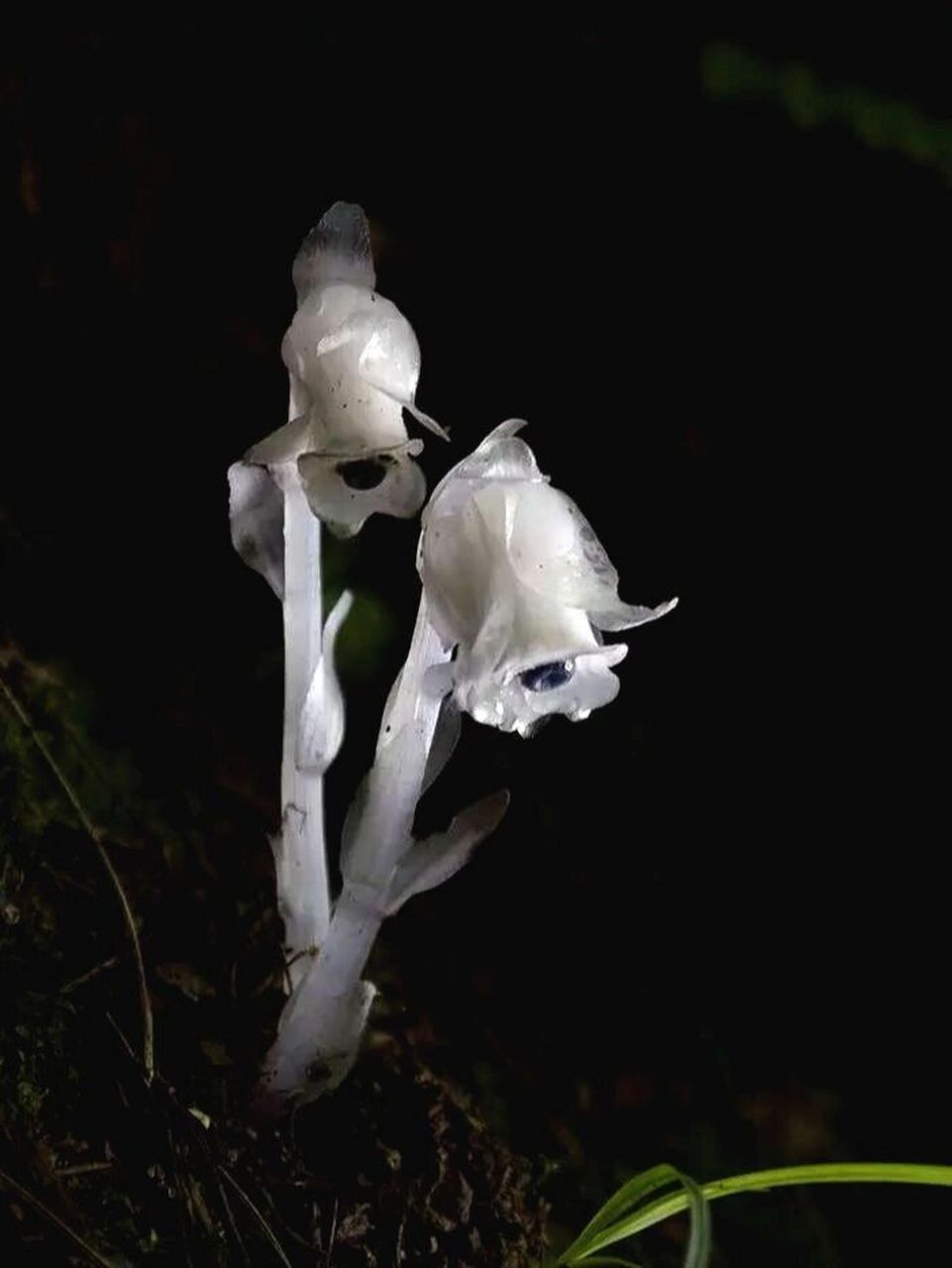 水晶兰真不错 花题材: 死亡之花—水晶兰 花语: 真诚无害,脆弱无城府.