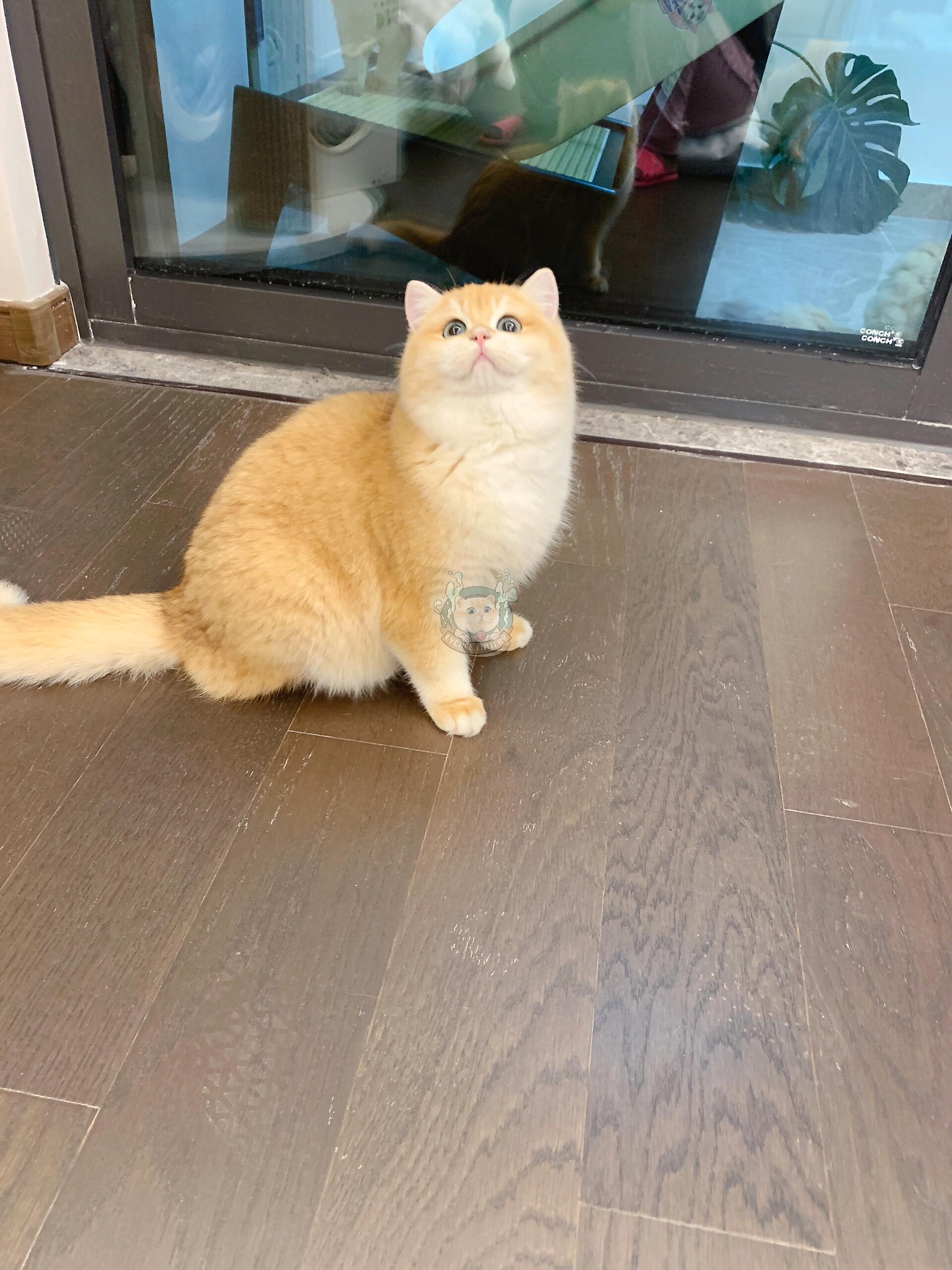 期,耳朵的表现就很棒啦,成年后会更小,整个猫圆润可爱像一只蓬蓬熊 可