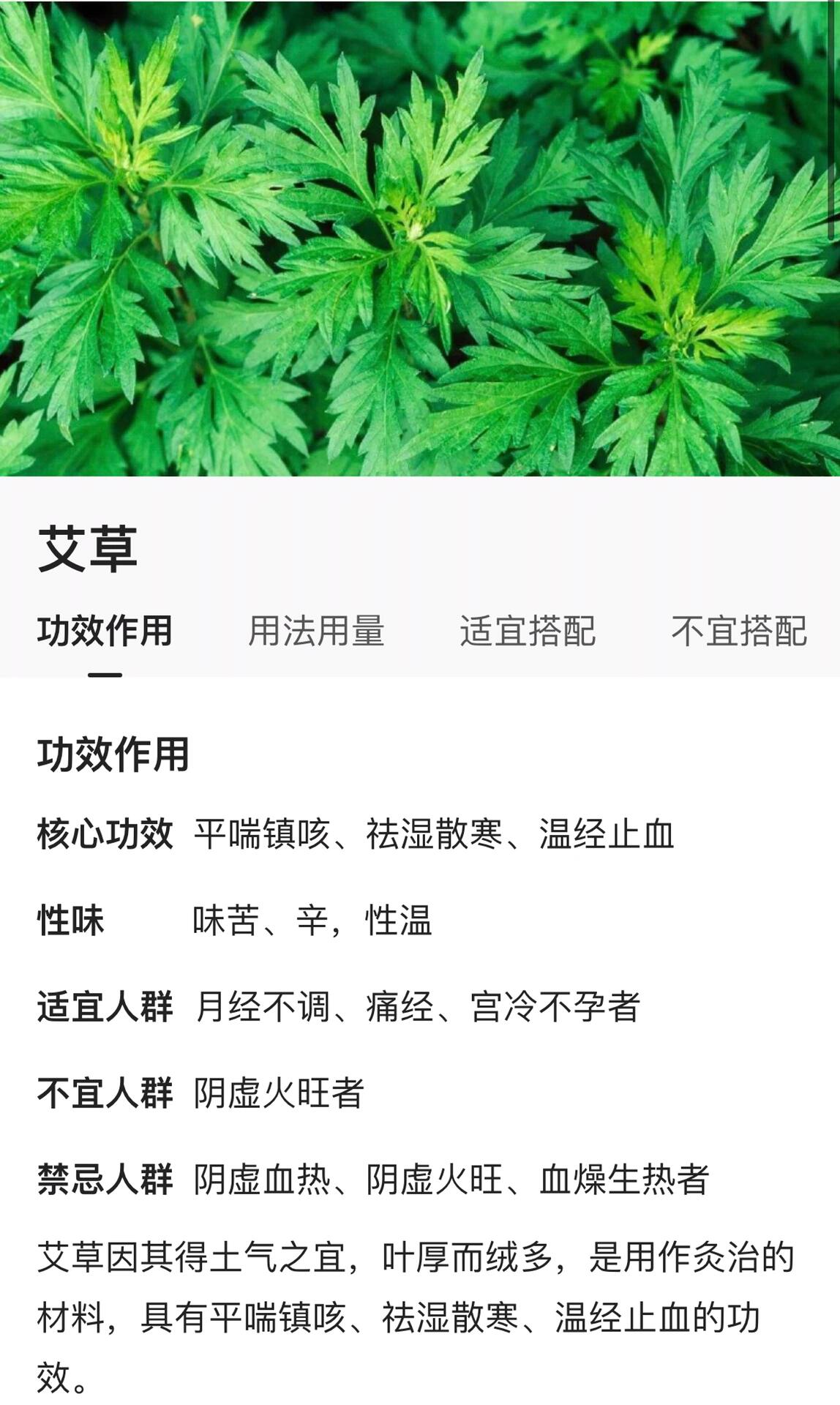 红艾草是妈妈常叮嘱我要经常吃的