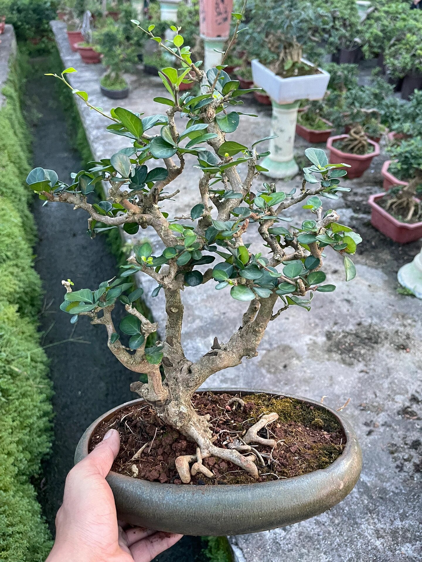 精品海南博兰盆景  好养殖!品种名贵