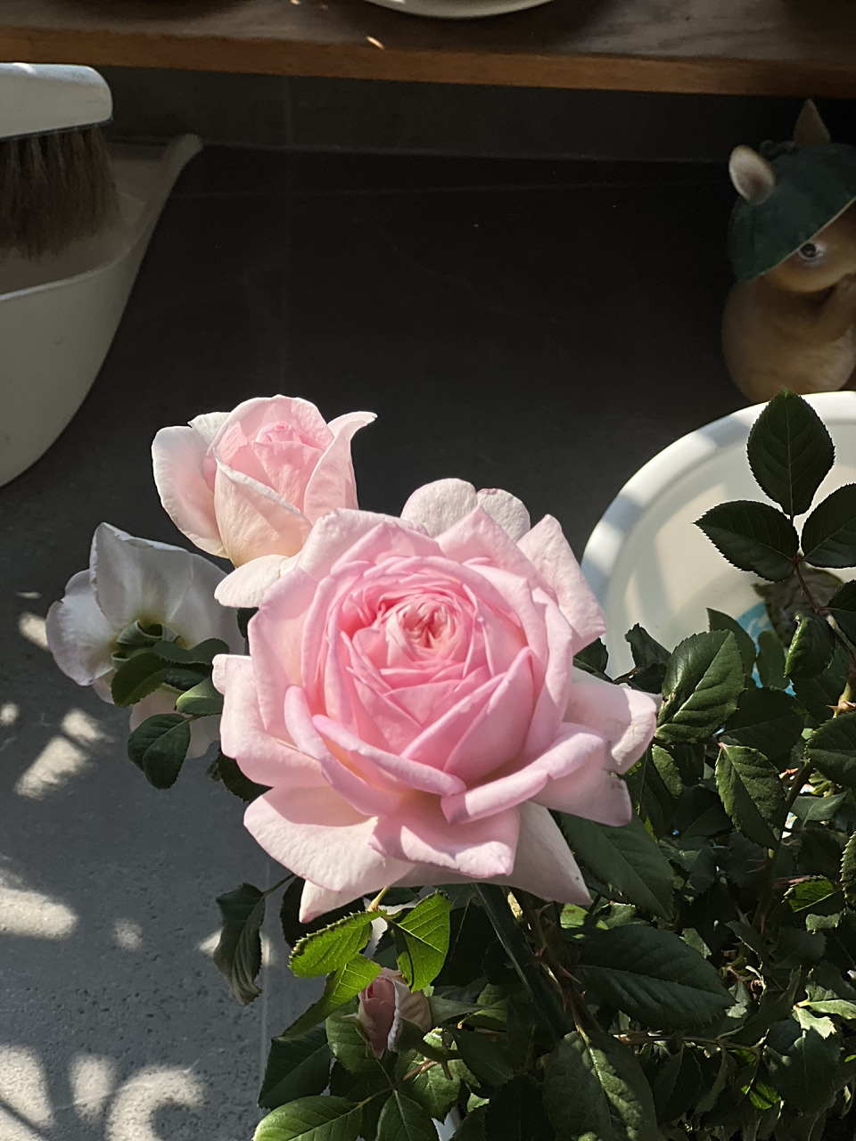 粉色仙女月季-粉黛  冬天的叉叉养出来的小苗大花, 一加仑也能开标准 